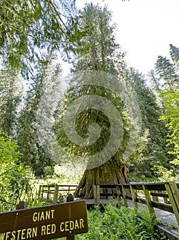 Elk River old growth Cedar with sign