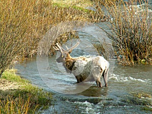 Elk in river, Yellowstone National Park.