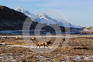 Elk roaming beneath the Tetons