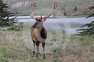 Elk with the Rockie mountains in the background photo