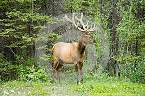 Elk in the Rockies