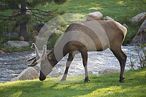 Elk at Rocky Mountain National Park