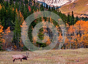 Elk; Rocky Mountain National Park, CO
