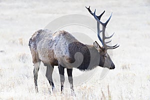 Elk in Rocky Mountain National Park Colorado