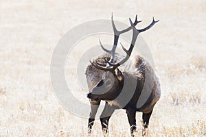 Elk in Rocky Mountain National Park Colorado