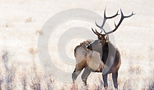 Elk in Rocky Mountain National Park Colorado