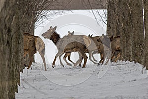 Elk running among trees.