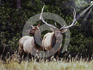 Elk Rut