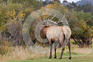 Elk in Rut Bugling