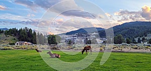 Elk rut in Mammoth Hot Springs in Yellowstone National Park