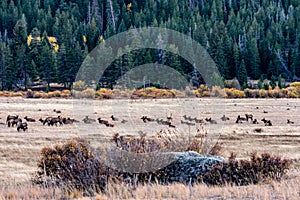 Elk During Rut In Open Field