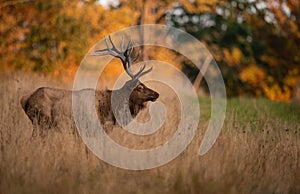 Elk during rut season