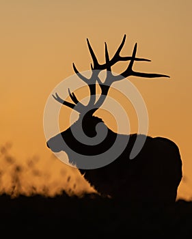 Elk during rut season