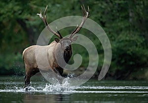 Elk during rut season