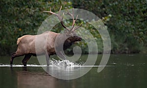 Elk during rut season