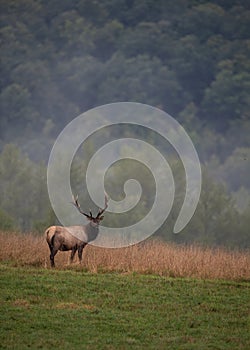 Elk during rut season