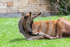 Elk Scratching His Nose With a Hoof