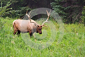 Elk sighting near Jasper National Park
