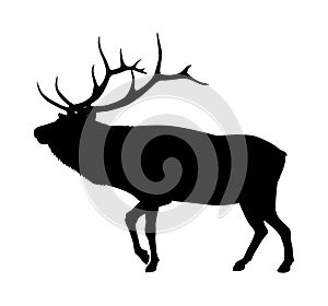 Elk Silhouette photo