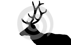 Elk in silhouette