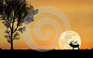 Elk Silhouette