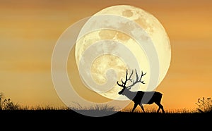 Elk Silhouette