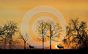 Elk Silhouette