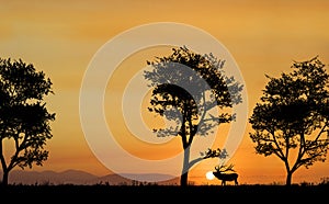 Elk Silhouette