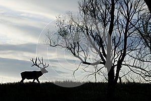 Elk Silhouette