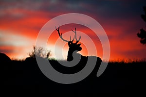 Elk Silhouette