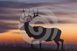 Elk silhouette at sunrise