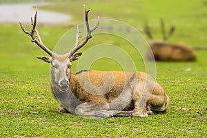 An Elk sits majestically on a grassy range