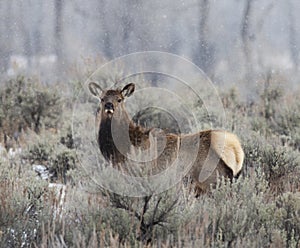 Elk in snow