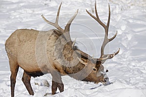 Elk In Snow