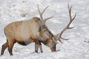 Elk In Snow