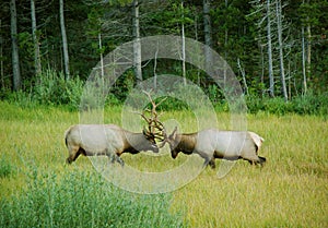 Elk Sparring in a Mountain Meadow