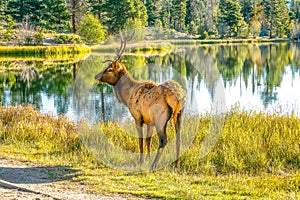 Elk in Sprague Lake, Rocky Mountains