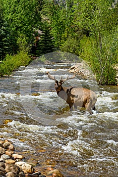 Elk in Spring Creek - Fall River, Rocky Mountain National Park