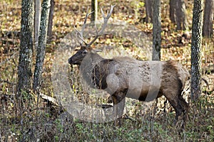 Elk stag