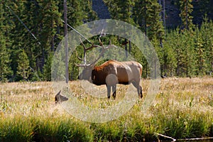 Elk Stag+calf photo