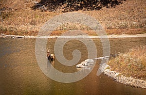 Elk standing in the lake on a warm autumn afternoon .