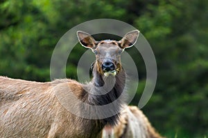 Elk Staring Closeup Portrait