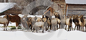 Elk stealing feed from horses