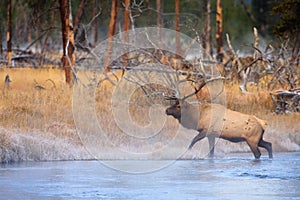 Elk Stepping Onto Frost Covered River Bank