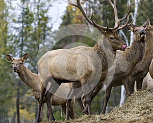 Elk Stock Photo and Image. Antlers bugling guarding his herd of cows elk with a forest background in their environment and