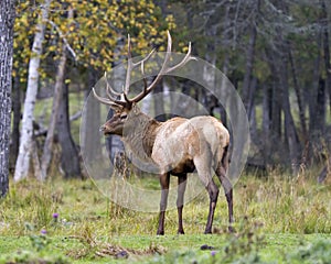Elk Stock Photo and Image. Bull male walking in the field with a blur forest background in its envrionment and habitat surrounding