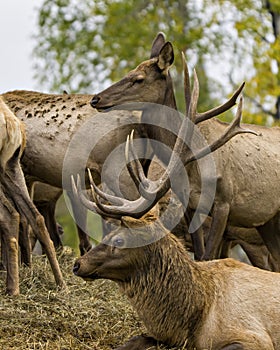 Elk Stock Photo and Image. Bull resting on hay with its cow elk above him in their environment and habitat with a blur forest