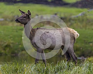 Elk Stock Photo and Image. Cow close-up side profile walking by the river with a blur background in its environment and habitat