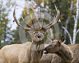 Elk Stock Photo and Image. Elk Antlers bugling guarding his herd of cows elk with a forest background in their environment and