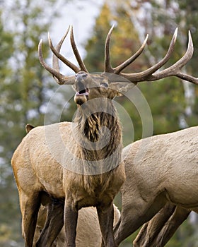 Elk Stock Photo and Image. Elk Antlers bugling guarding his herd of cows elk with a forest background in their environment and